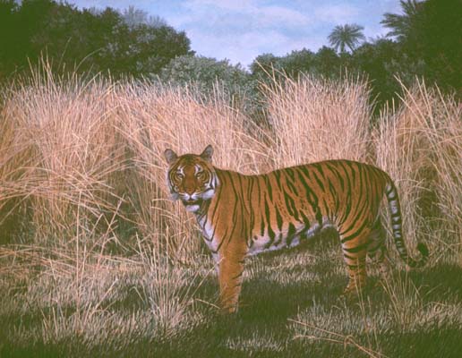 Tiger Grass